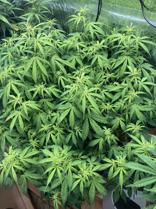 Blueberry Auto Fast Buds. Week 6 - Blueberry