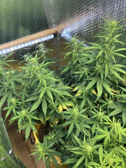Blueberry Auto Fast Buds. Week 6 - Mix pack