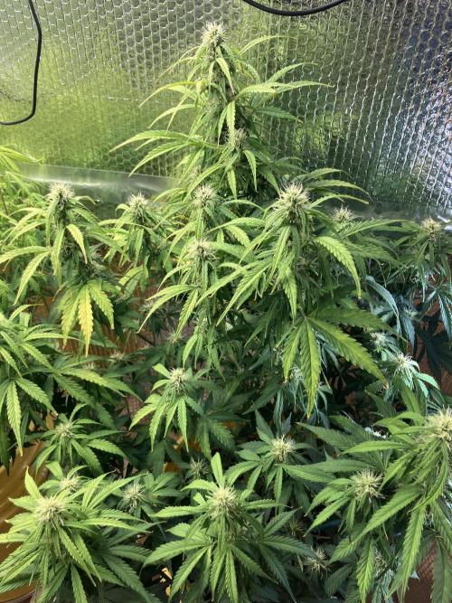 Blueberry Auto Fast Buds. Week 7