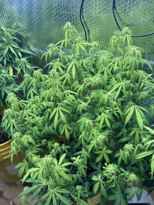 Blueberry Auto Fast Buds. Week 7