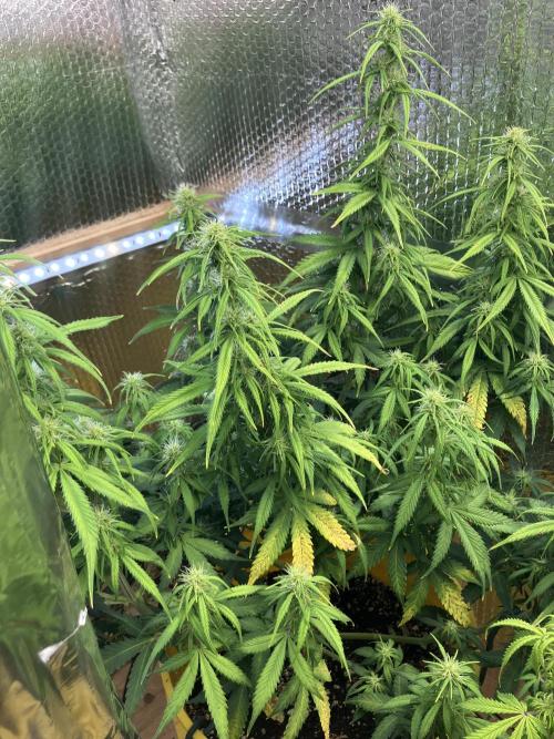 Blueberry Auto Fast Buds. Week 7