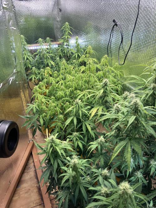 Blueberry Auto Fast Buds. Week 7