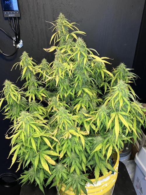 Blueberry Auto Fast Buds. Week 8