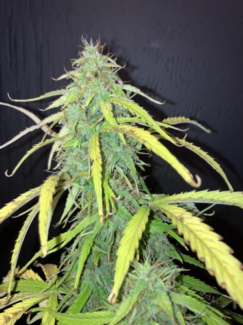 Blueberry Auto Fast Buds. Week 8