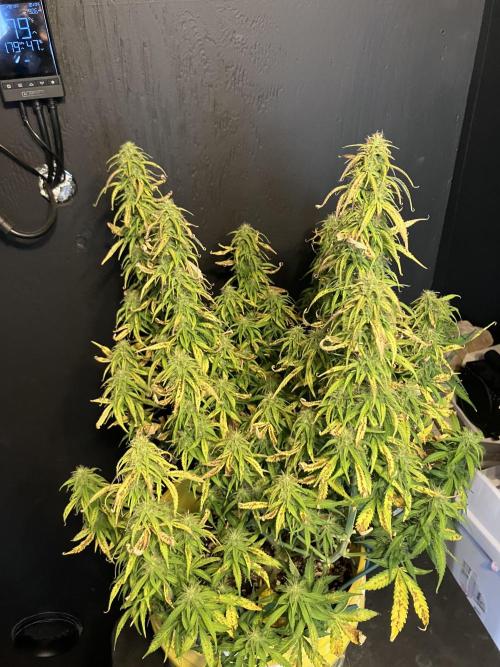 Blueberry Auto Fast Buds. Week 8