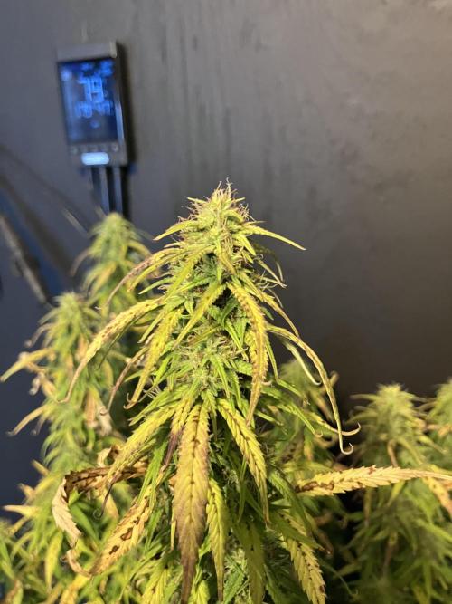 Blueberry Auto Fast Buds. Week 8