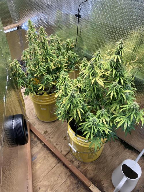Blueberry Auto Fast Buds. Week 8