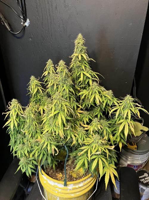 Blueberry Auto Fast Buds. Week 9