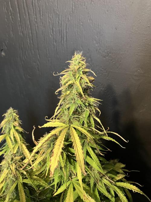 Blueberry Auto Fast Buds. Week 9