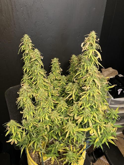 Blueberry Auto Fast Buds. Week 9