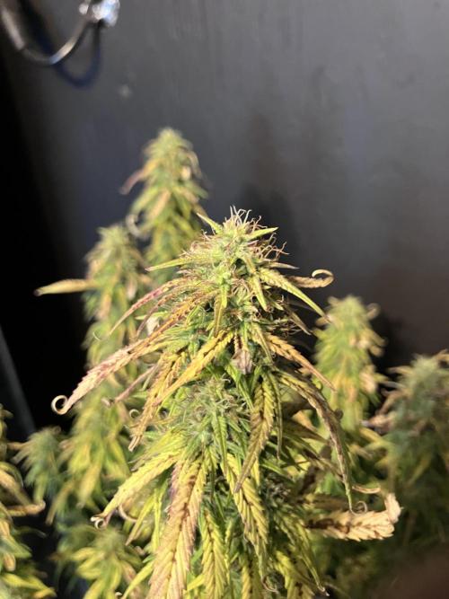 Blueberry Auto Fast Buds. Week 9
