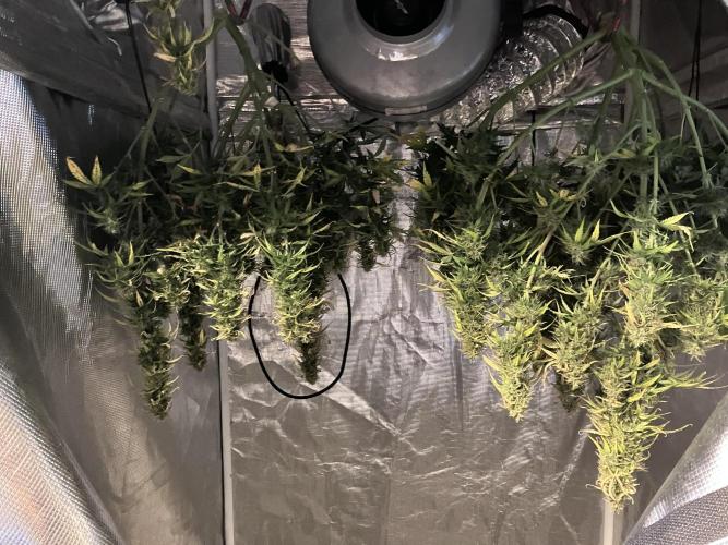 Blueberry Auto Fast Buds. Week 9