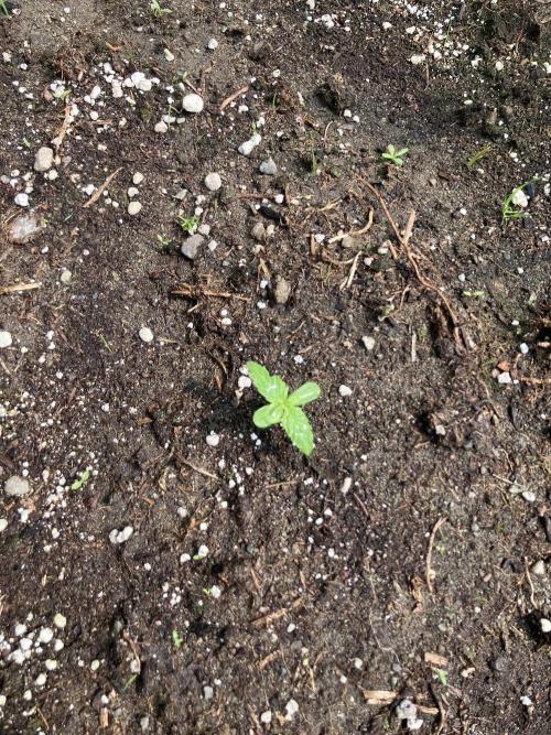 Gorilla Z/Gorilla Cookies Greenhouse. Week 1