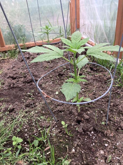 Gorilla Z/Gorilla Cookies Greenhouse. Week 3 - Gorilla Cookies 6/28/26