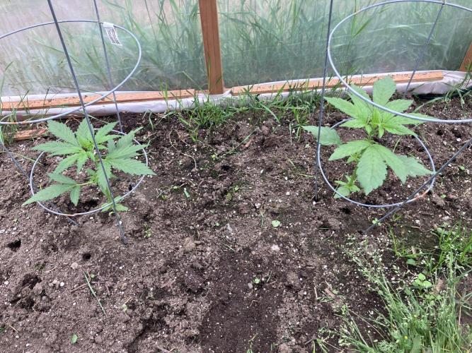 Gorilla Z/Gorilla Cookies Greenhouse. Week 3 - 6/28/26