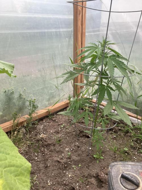 Gorilla Z/Gorilla Cookies Greenhouse. Week 4