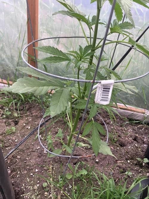 Gorilla Z/Gorilla Cookies Greenhouse. Week 4