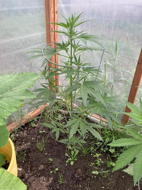Gorilla Z/Gorilla Cookies Greenhouse. Week 5