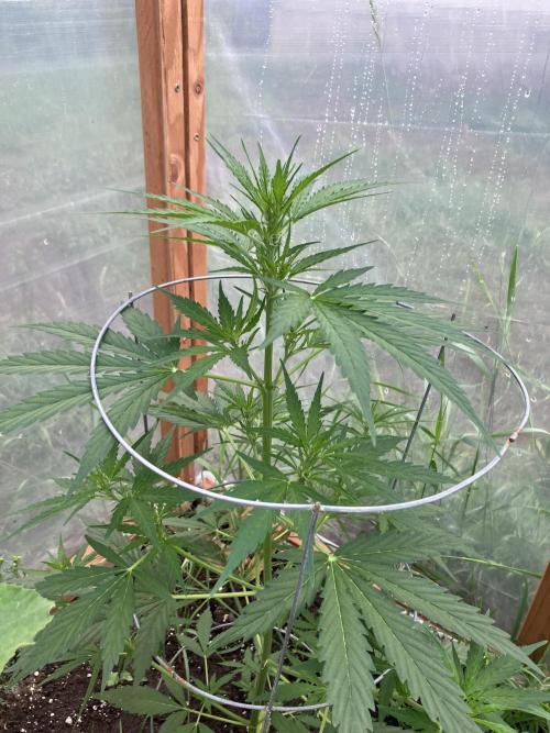 Gorilla Z/Gorilla Cookies Greenhouse. Week 5