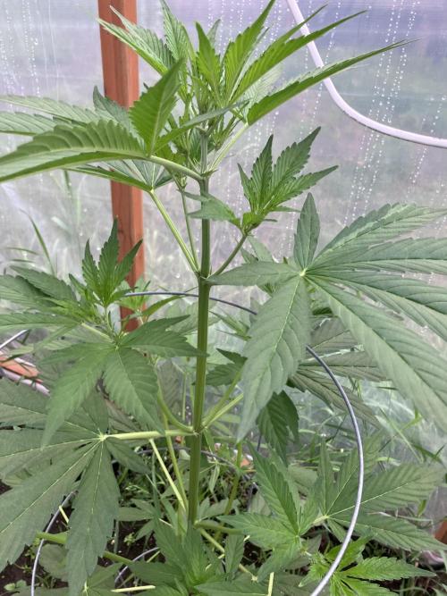 Gorilla Z/Gorilla Cookies Greenhouse. Week 5