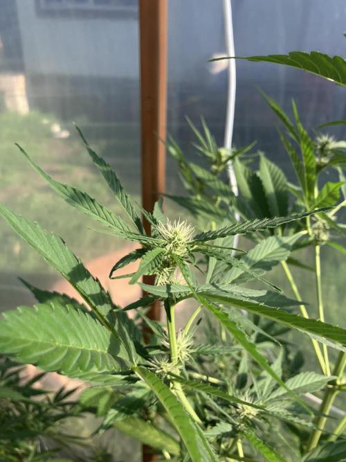 Gorilla Z/Gorilla Cookies Greenhouse. Week 7