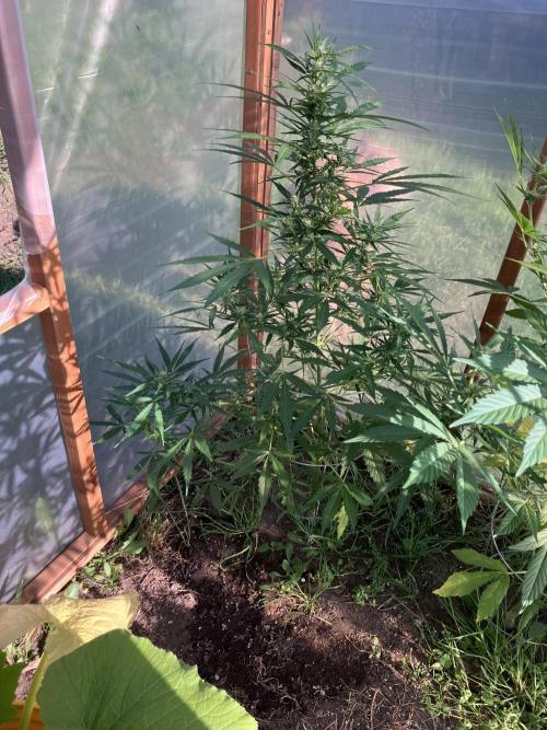 Gorilla Z/Gorilla Cookies Greenhouse. Week 7