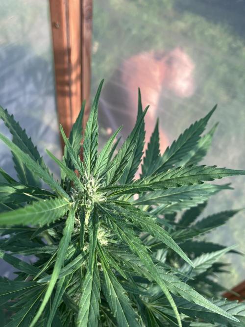 Gorilla Z/Gorilla Cookies Greenhouse. Week 7
