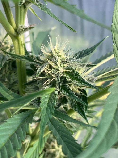 Gorilla Z/Gorilla Cookies Greenhouse. Week 9