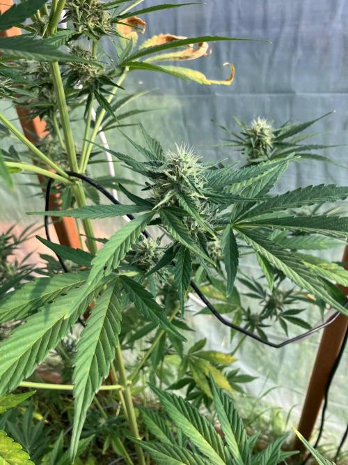 Gorilla Z/Gorilla Cookies Greenhouse. Week 9