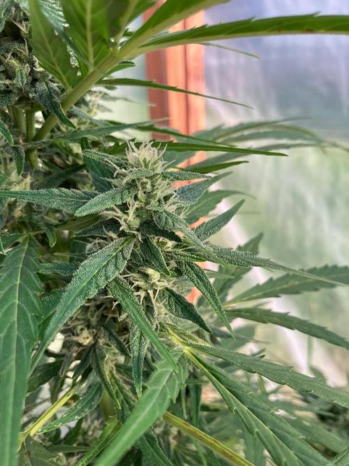 Gorilla Z/Gorilla Cookies Greenhouse. Week 9