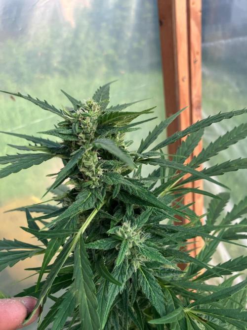 Gorilla Z/Gorilla Cookies Greenhouse. Week 9