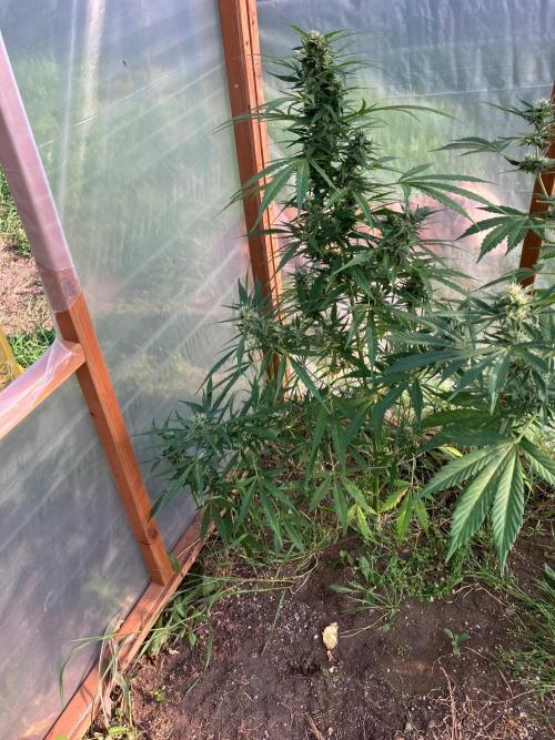 Gorilla Z/Gorilla Cookies Greenhouse. Week 9
