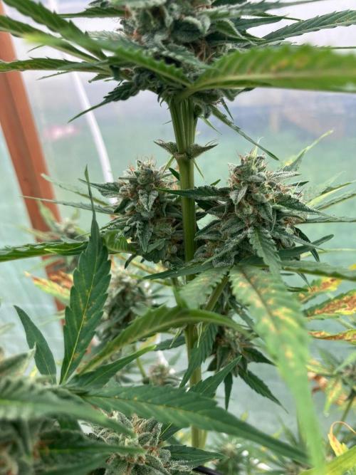 Gorilla Z/Gorilla Cookies Greenhouse. Week 10