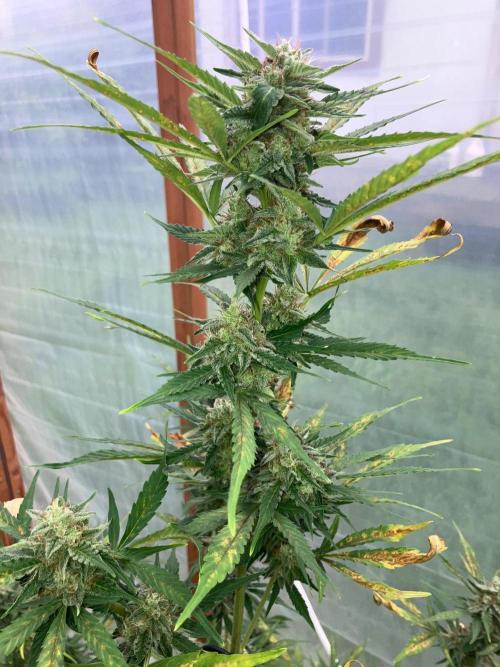 Gorilla Z/Gorilla Cookies Greenhouse. Week 10