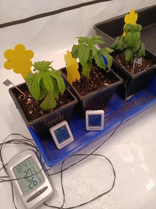 El Nebuloso Grows.... Week 1 - Very low humidity at the beginning...