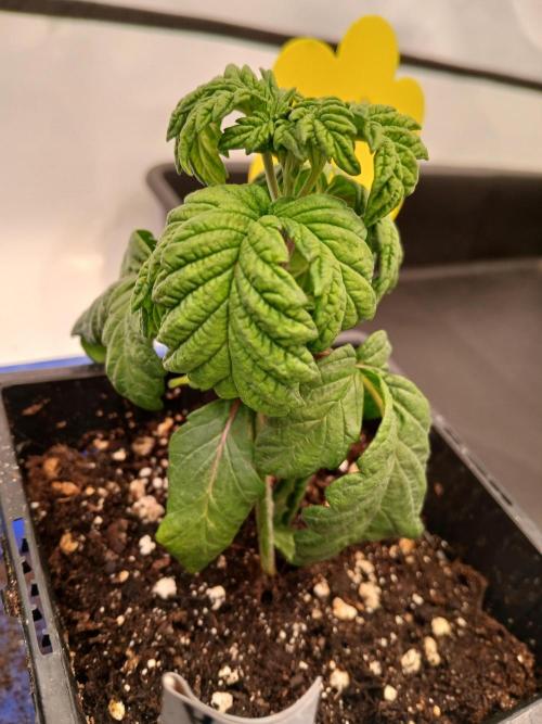 El Nebuloso Grows.... Week 1 - Humboldt Gelato