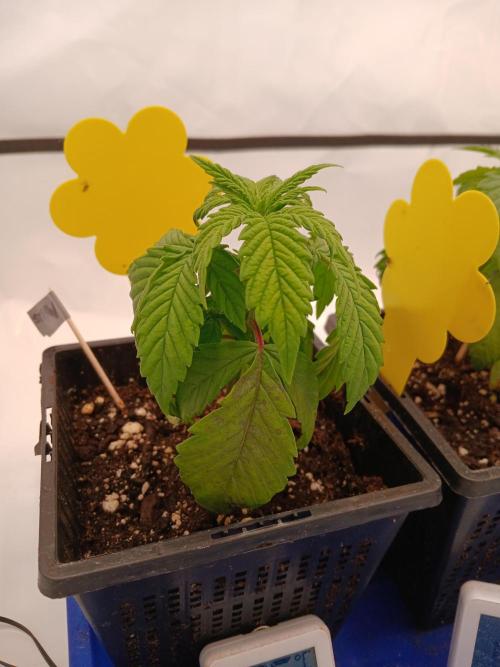 El Nebuloso Grows.... Week 1 - StrawberryAK