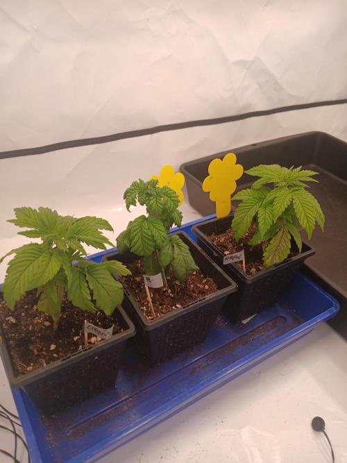 El Nebuloso Grows.... Week 2