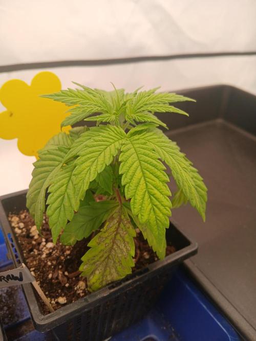 El Nebuloso Grows.... Week 2