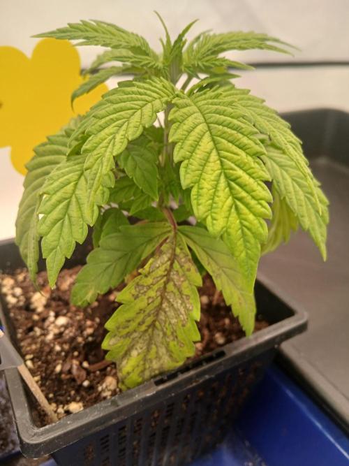 El Nebuloso Grows.... Week 2