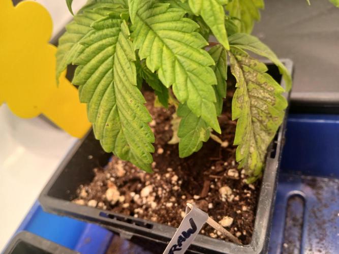 El Nebuloso Grows.... Week 2