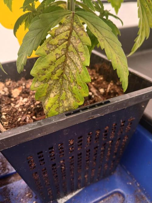 El Nebuloso Grows.... Week 2