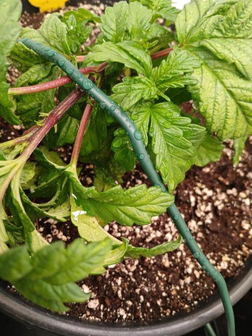 El Nebuloso Grows.... Week 3 - Humboldt Gelato