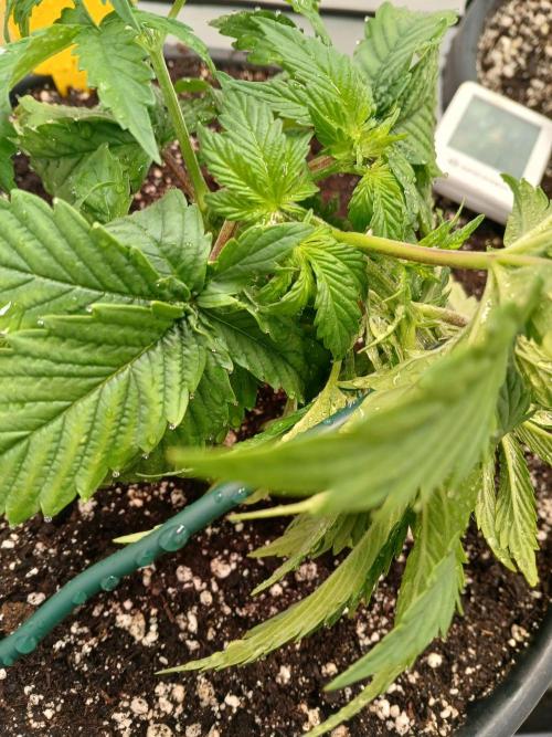 El Nebuloso Grows.... Week 3 - CBD Chronic