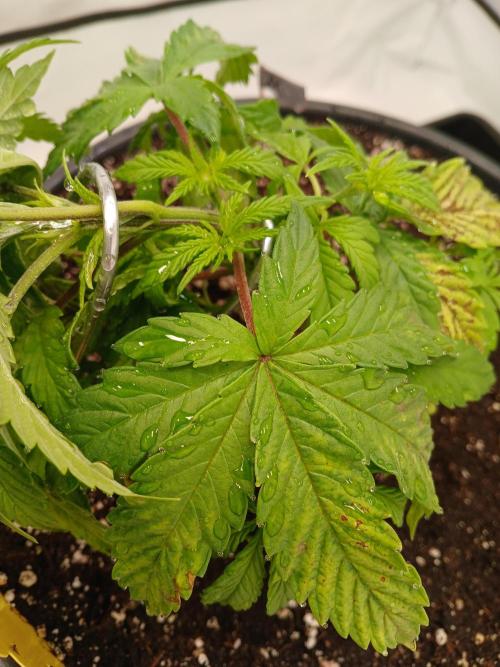 El Nebuloso Grows.... Week 3 - StrawberryAK