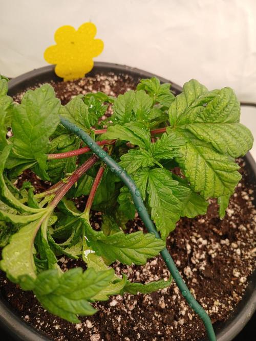 El Nebuloso Grows.... Week 3 - Humboldt Gelato