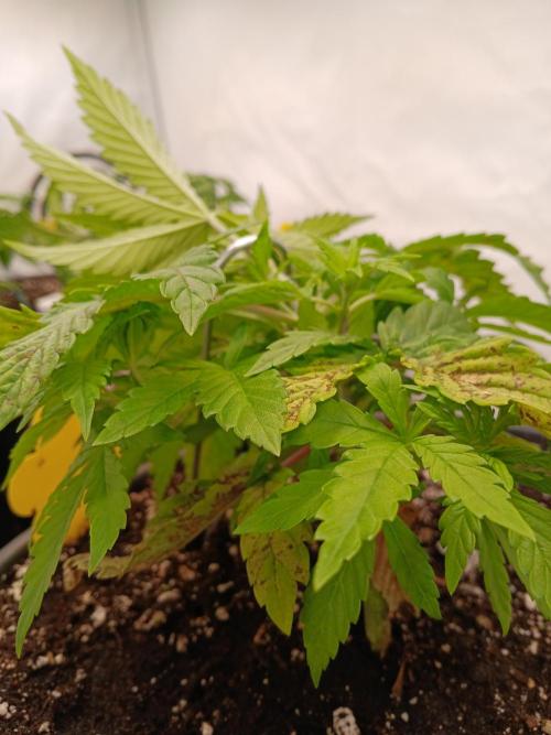 El Nebuloso Grows.... Week 3