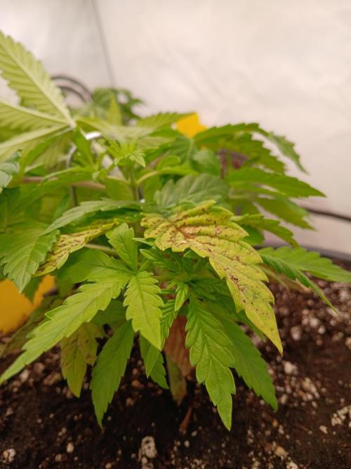 El Nebuloso Grows.... Week 3