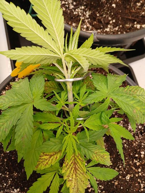 El Nebuloso Grows.... Week 3 - SrawberryAK