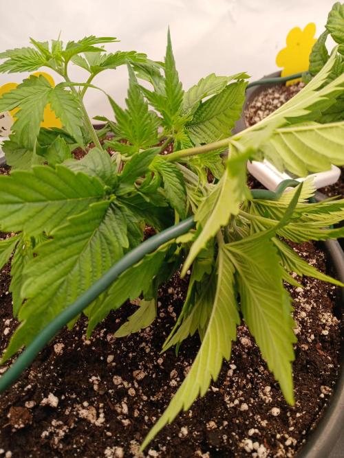 El Nebuloso Grows.... Week 3 - CBD Chronic